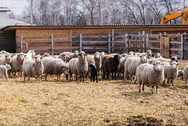 Flock of sheep in an open stall in the farm