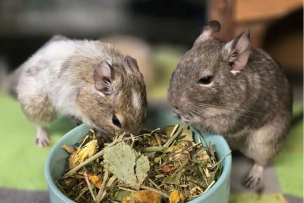 Tier der Woche Kleine Tiere Foto Tierheim (1)