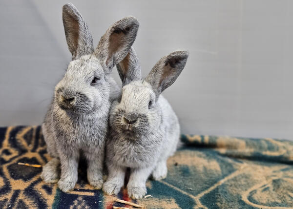 Tiere-der-Woche-Helle-Großsilber-07-11-2024-(2)