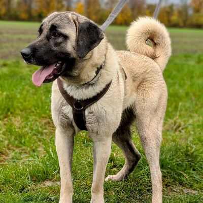 Tier der Woche 11 12 2024_Kangal Melody