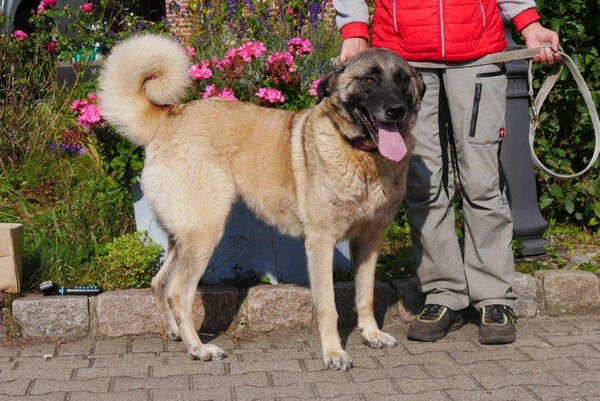 Kangal 3