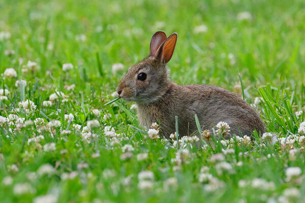 View of a cute bunny in a forest on a sunny day